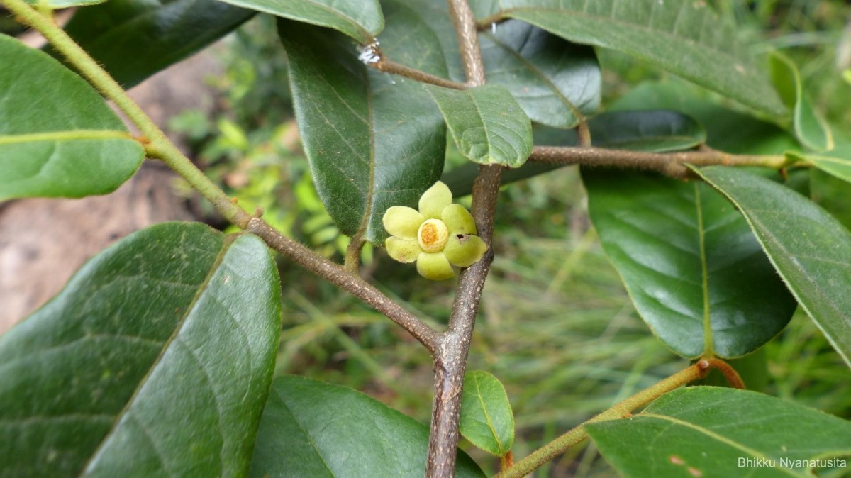 Uvaria sphenocarpa Hook.f. & Thomson